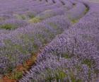 Campo de lavanda