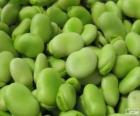 Fava