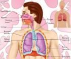 O sistema respiratório (espanhol)