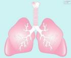 Os pulmões