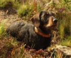 Dachshund ou teckel é uma raça de cães oriunda da Alemanha