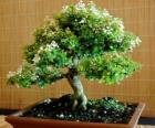 Árvore bonsai, árvore em miniatura em uma bandeja de acordo com a arte japonesa de bonsai