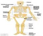 Esqueleto humano. Os ossos do corpo humano (espanhol)