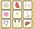 Os principais órgãos do corpo humano