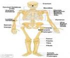 Esqueleto humano. Os ossos do corpo humano (inglês)
