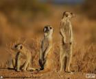 A Suricata é um pequeno mamífero, que habitam a região do Kalahari e Namib desert na África.