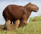 Capivara ou capincho, é o maior roedor do mundo