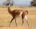 O guanaco