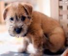 Filhote Norwich Terrier