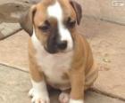 Filhote de Staffordshire bull terrier