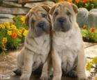 Filhotes Shar Pei