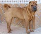 Shar Pei, raça chinesa