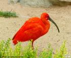 O guará também é conhecida como íbis-escarlate, guará-vermelho, guará-rubro e guará-pitanga, nativa da América do Sul e a ave nacional de Trinidad e Tobago