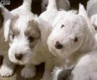 Filhotes de Sealyham Terrier