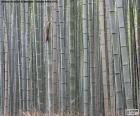 Floresta de bambu japonês