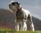 Schnauzer standard