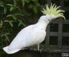 A cacatua-de-crista-amarela