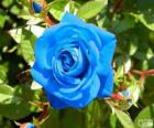 Rosa azul