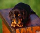 Filhote Coonhound preto e castanho