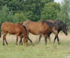 Žemaitukas ou Zhmud, Zhemaichu cavalo originários da Lituânia