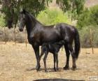 Vlaamperd cavalo originário da África do Sul