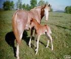 Virginia Highlander cavalo originários dos Estados Unidos