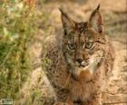 Lince da Europa