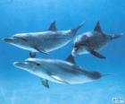 Golfinhos que nadam no fundo do mar