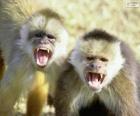 Macacos pregos