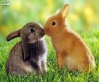 Dois coelhos bonitos cara a cara