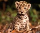 Um pequeno jaguar