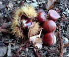 Castanhas, um dos frutos típicos do outono