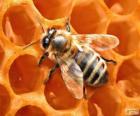 A abelha de mel. As abelhas que produzem mel