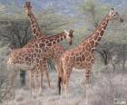 Belas girafas