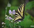 Papilio glaucus, borboleta nativa do leste da América do Norte