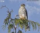 Esmerilhão em um galho. O esmerilhão (Falco columbarius) é uma ave falconiforme da família dos falconídeos