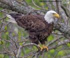 A águia careca vive na América do Norte é o símbolo nacional dos Estados Unidos