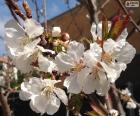 Flores de amendoeira