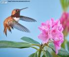 Beija-flor rufous macho para se aproximar de uma flor. Eles têm um comprimento de 8 cm e um bico longo e delgado