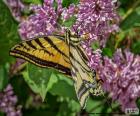 O borboleta Tigre canadense em uma flor, é encontrado na maioria das províncias e territórios do Canadá