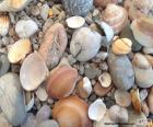 Pedras e conchas do mar