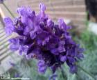 Flor de lavanda