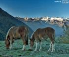 Dois cavalos pastando numa campina alta montanha