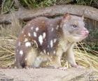 O gato-tigre ou Quoll-de-cauda-pintada, é o maior marsupial carnívoro da Austrália