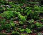 As pedras cobertas com musgo da floresta no inverno