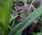 Verde folha com algumas gotas de água