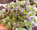 O Dinheiro em Penca ou Callisia repens é uma pequena planta com folhas carnudas