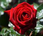 Red Rose para o dia dos namorados