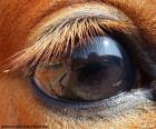 Olho de cavalo