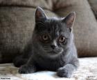 Gato cinzento